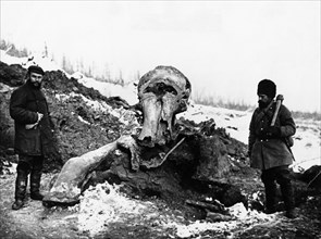 Excavation of frozen woolly mammoth remains near the berezovka river (a tributary of the kolyma river) in the magadan region of russia, 1902.