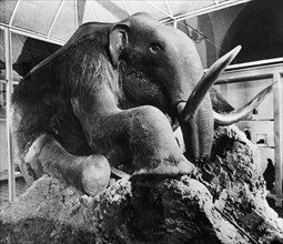The berezovka mammoth on display at the leningrad zoological museum of the ussr academy of sciences in 1964, the frozen woolly mammoth remains were found near the berezovka river (a tributary of the k...