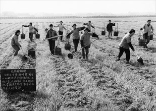 Peasant farmers of the hungching production brigade fertilizing a wheat field with manure (nightsoil?), china, 1967, in the foreground is a blackboard bearing quotations from chairman mao.