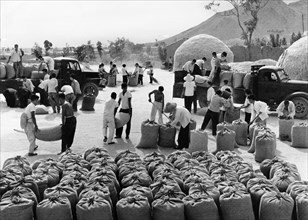 Members of the yangtan brigade of the yangtan people's commune in chungo county in the northern chinese province of shansi, loading wheat they have dried to be delivered to the state to support the so...