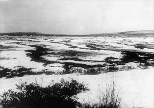 The site of the tunguska meteorite fall of 1908 in siberia as it looked in 1929.