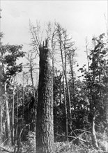 Tunguska, tree top shorn off by the force of the blast from the tunguska meteorite that hit in the siberian taiga in 1908, picture is from 1938.