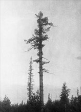 New growth on an old tree 20 km to the east of the blast center that was burnt and damaged in 1908 by the tunguska meteorite, prior to that, it was dense forest, this picture was taken during professo...