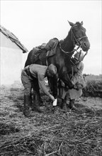A veterinary surgeon's assistant attending to a horse wounded in battle, september 1942, world war ll.