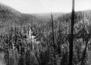 Tunguska meteorite, the valley of the churgima stream, 4km south of where the meteorite fell in 1908, the hills are covered with fallen and burnt trees and young growth, this picture was taken during ...