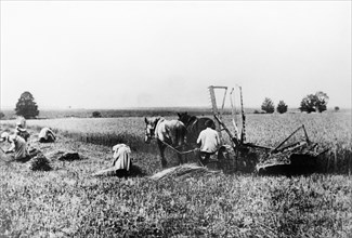 Farmers harvesting grain in the 1920s, ussr.