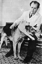 Russian surgeon vladimir demikhov who grafted the head and fore-paws of one dog onto another in 1959, the dog lived for23 days after the surgery.
