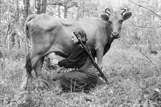 World war 2, a young woman partisan milking a cow seized from the germans behind enemy lines so that wounded members of the group can have fresh milk, october 1943.