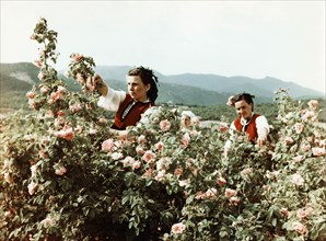 Attar of roses, bulgarian women gathering roses for perfume in the valley of roses, late 1950s.