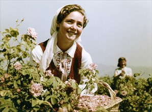 Attar of roses, bulgarian women gathering roses for perfume in the valley of roses, late 1950s.