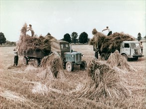 Harvest in poland, 1960s.