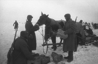 World war 2, battle of stalingrad, red army soldiers stopping to feed their horses captured german 'boots', 1942.