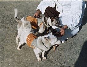 Two dogs that are being trained for space flight, ussr, 1960s.