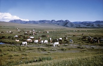 A herd of horses grazing on the mongolian steppe, 1990s.