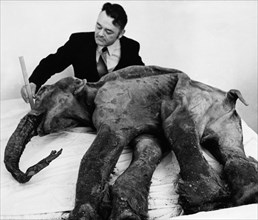 S, g, zhelin of the north-eastern research institute of the ussr academy of sciences, examining the preserved carcass of a baby mammoth (named dima)which was accidently unearthed from the permafrost b...