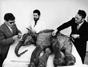 S, g, zhelin (right) of the north-eastern research institute of the ussr academy of sciences, examining the preserved carcass of a baby mammoth (named dima)which was accidently unearthed from the perm...