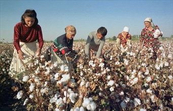 Uzbekistan, october 14, the first million of tons of raw cotton was picked up by uzbek cotton-growers, the abundant crop of cotton (over 3,5 million tons ) is expected this year in this central asian ...