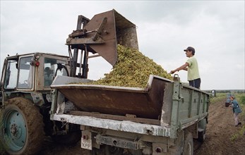 Harvesting of amber muscat grapes under way at the state farm solnechny in the simferopol region, this sort is used for the production of the famous crimean wine, ukraine, september 2003.