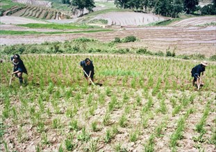 Farmers tending to a rice field in vietnam, november 1, 1996.