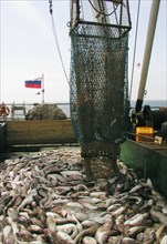 Petropavlovsk-kamchatski, russia, the catch on the poop of a fishing vessel in the sea of okhotsk, august 12, 2004.