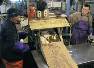 Petropavlovsk-kamchatski, russia, fish being packed at a floating fish processing plant aboard a fishing vessel in the sea of okhotsk, august 12, 2004.