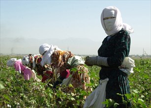 Tajikistan, september 9, 2004, schoolchildren and students take part in cotton harvesting.