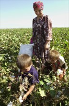 Tajikistan, september 9, 2004, small children take part in cotton harvesting too.