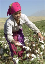 Tajikistan, students of secondary schools and colleges harvest more than a half of the republic's total cotton yield, september 9, 2004.