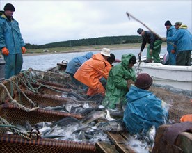 Sakhalin region, russia, september 24, 2004, russian and korean employees engaged with the tunaicha fish-processing plant during coastal fishing.