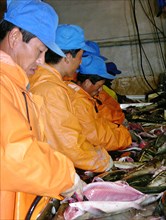 Sakhalin region, russia, september 24, 2004, north korean employees in the section of the tunaicha fish-processing plant.