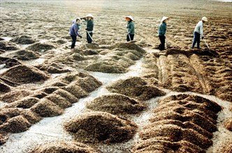 Harvested rice in vietnam destined for export, march 12, 1996.