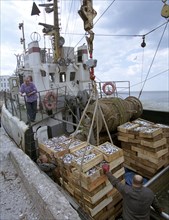 Leningrad region, russia, unloading of the catch (in pic), the collective enterprise 'baltika' is the only business in the region with the full production cycle from fishing to packing ready produce, ...