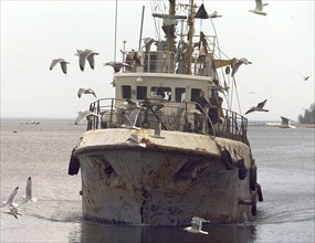 Leningrad region, russia, one of the ships returning home with a goog catch (in pic), the collective enterprise 'baltika' is the only business in the region with the full production cycle from fishing...