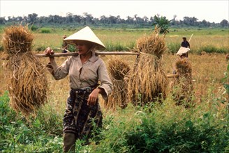 Harvesting rice at the cooperative t'hangon in laos, october 1978, ???????? ???????-??????????????? ??????????, ?????? ???? ? ???????????????????? ??????????? '???????'.