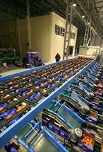 Packaging of the citrus plants at the abkhaz fruit company in the pitsunda resort area, the joint russian-abkhaz enterprise is fitted with modern spanish facilities and practices in treating, sorting ...