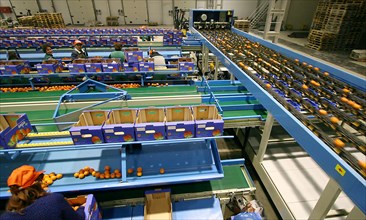 Packaging of the citrus plants at the abkhaz fruit company in the pitsunda resort area, the joint russian-abkhaz enterprise is fitted with modern spanish facilities and practices in treating, sorting ...