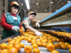 Sorting of mandarins at the abkhaz fruit company in the pitsunda resort area, the joint russian-abkhaz enterprise is fitted with modern spanish facilities and practices in treating, sorting and packag...