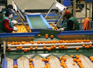 Sorting of mandarins at the abkhaz fruit company in the pitsunda resort area, the joint russian-abkhaz enterprise is fitted with modern spanish facilities and practices in treating, sorting and packag...