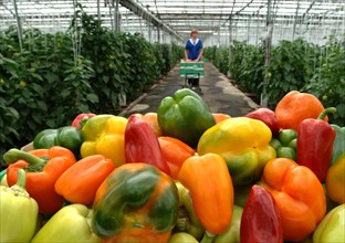 Sweet pepper grown in greenhouses at the farm moskovsky, moscow region, russia, june 2006.