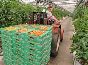 A man drives a fork-lift truck with stacked boxes of tomatos in a greenhouse of the 'moskovsky' agricultural complex, moscow region, russia, june 2006.