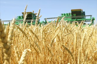 Wheat harvesting on the fields of the privolnoye farm in svetloyarsk district, russia's volgograd region, july 2006.