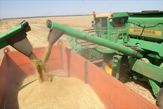 Grain is poured into the truck on the fields of the privolnoye farm in svetloyarsk district, russia's volgograd region, where wheat harvesting has begun, july 2006.