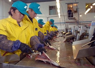 Yuzhno-sakhalinsk, russia, july 28, 2006, fish is being butchered at 'bereg' production facilities of tunaicha company.