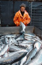 Koryak autonomous area, russia, eviscerated salmon are at the fish processing shop in ayanka village, the koryak autonomous area, salmon fishing season is underway off koryakia's east coast, august 2,...