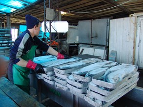 Koryak autonomous area, russia, frozen salmon are piled at the fish processing shop in ayanka village, the koryak autonomous area, salmon fishing season is underway off koryakia's east coast, august 2...