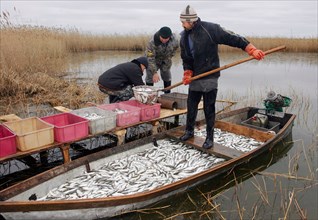 Kurgan region, russia, october 17, 2006, a man stands on a board in a boat full of fish as he puts fish into containers using a scoop-net.