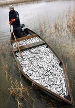 Kurgan region, russia, october 17, 2006, a man rows a boat full of fish with a stick on a lake in kurgan region.