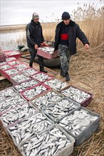 Kurgan region, russia, october 17, 2006, men carry containers full of fish caught in a lake in kurgan region.
