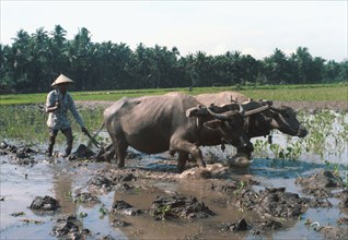 Indonesian peasant plowing a rice field with oxen, 1984.