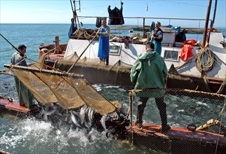 Kamchatka, russia, august 16, 2007, fishermen on a fishing vessel near a pound net off kamchatkai´s east coast where the salmon fishing season is underway.